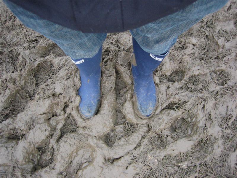 Global Gathering 7903